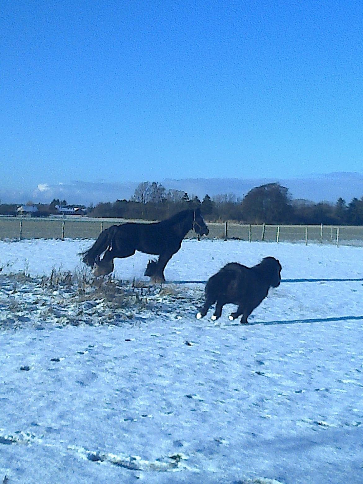 Irish Cob River Meadows Florence billede 10