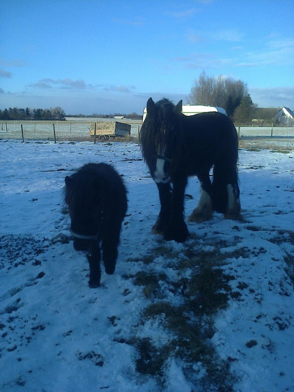 Irish Cob River Meadows Florence billede 11