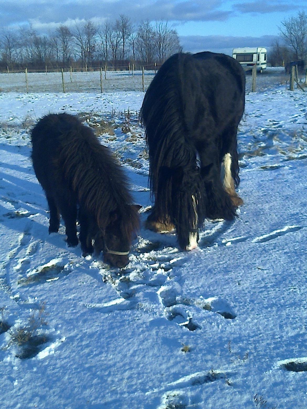 Irish Cob River Meadows Florence billede 12