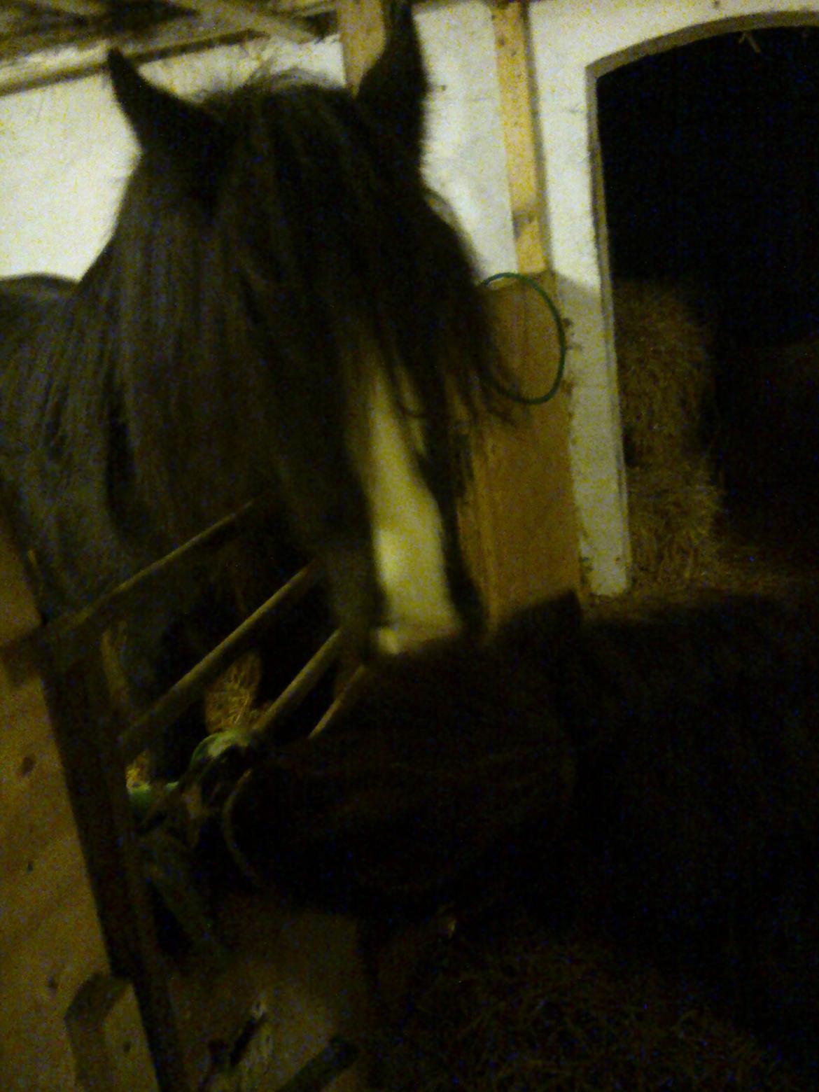 Irish Cob River Meadows Florence billede 13