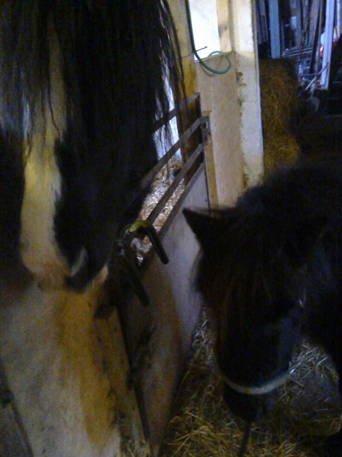 Irish Cob River Meadows Florence billede 9