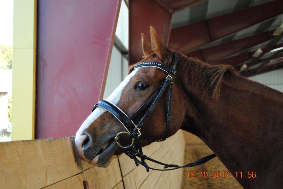 Hannoveraner Red Baron Derry billede 1