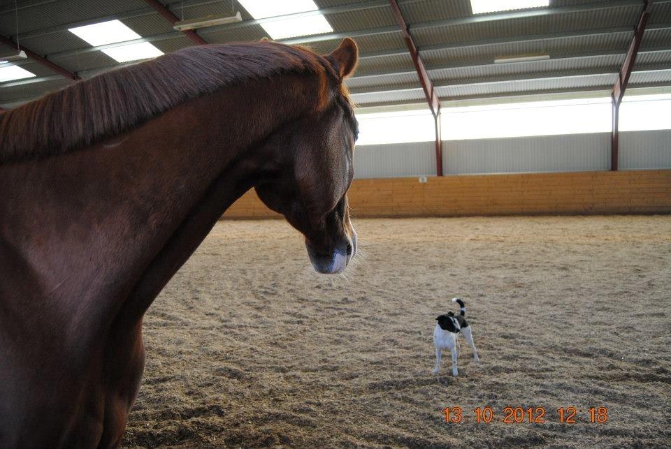 Hannoveraner Red Baron Derry billede 2