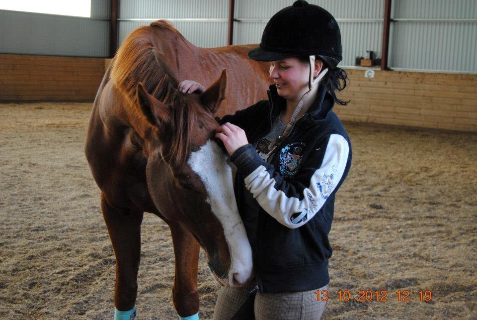 Hannoveraner Red Baron Derry billede 3