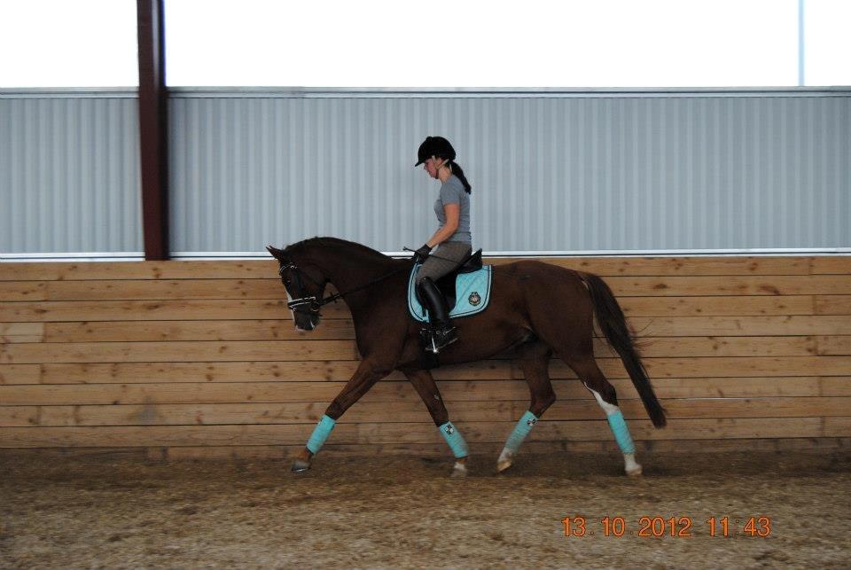 Hannoveraner Red Baron Derry billede 4