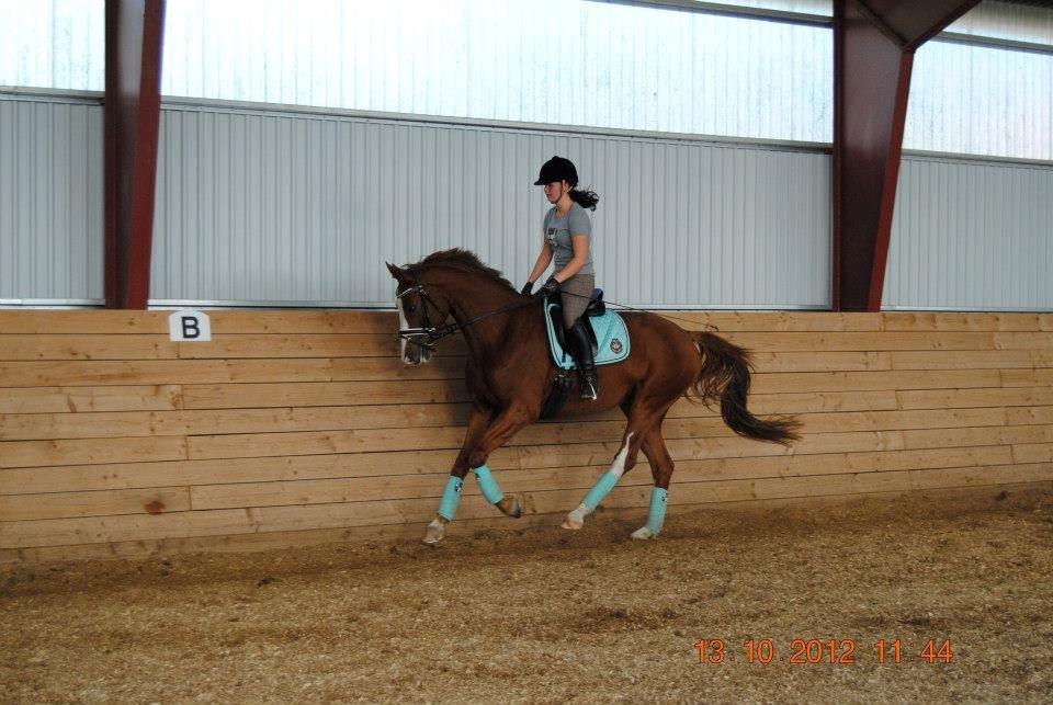 Hannoveraner Red Baron Derry billede 5