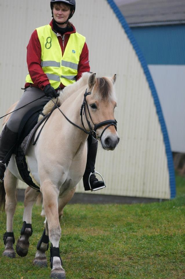 Fjordhest Laulundens Mikado - TREC stræne i Lem ride- klub oktober 2012 billede 13