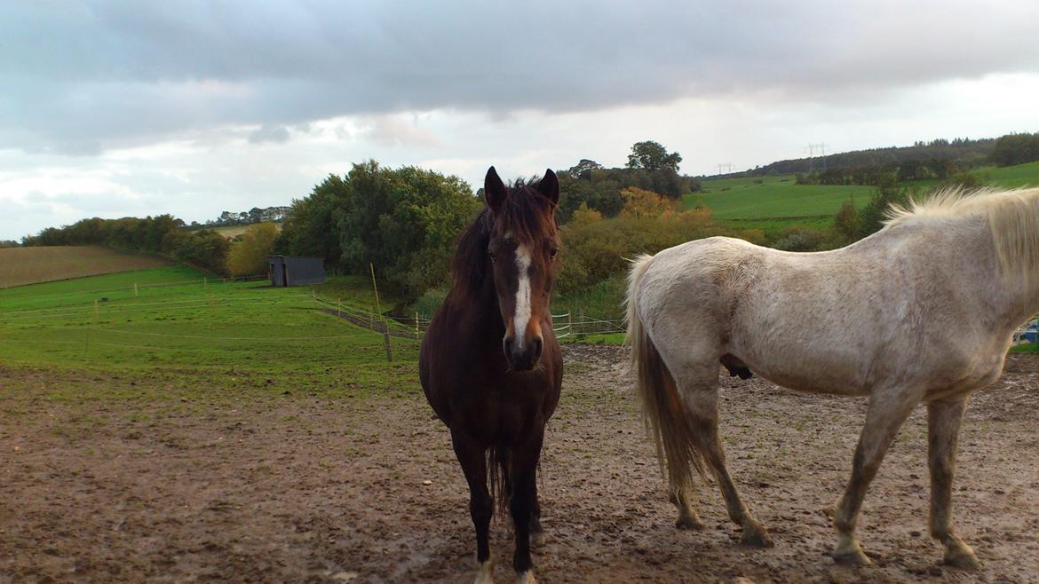 Welsh Pony af Cob-type (sec C) Fanny "Kommer til at savne dig" - Baby you my life..!<3 billede 18