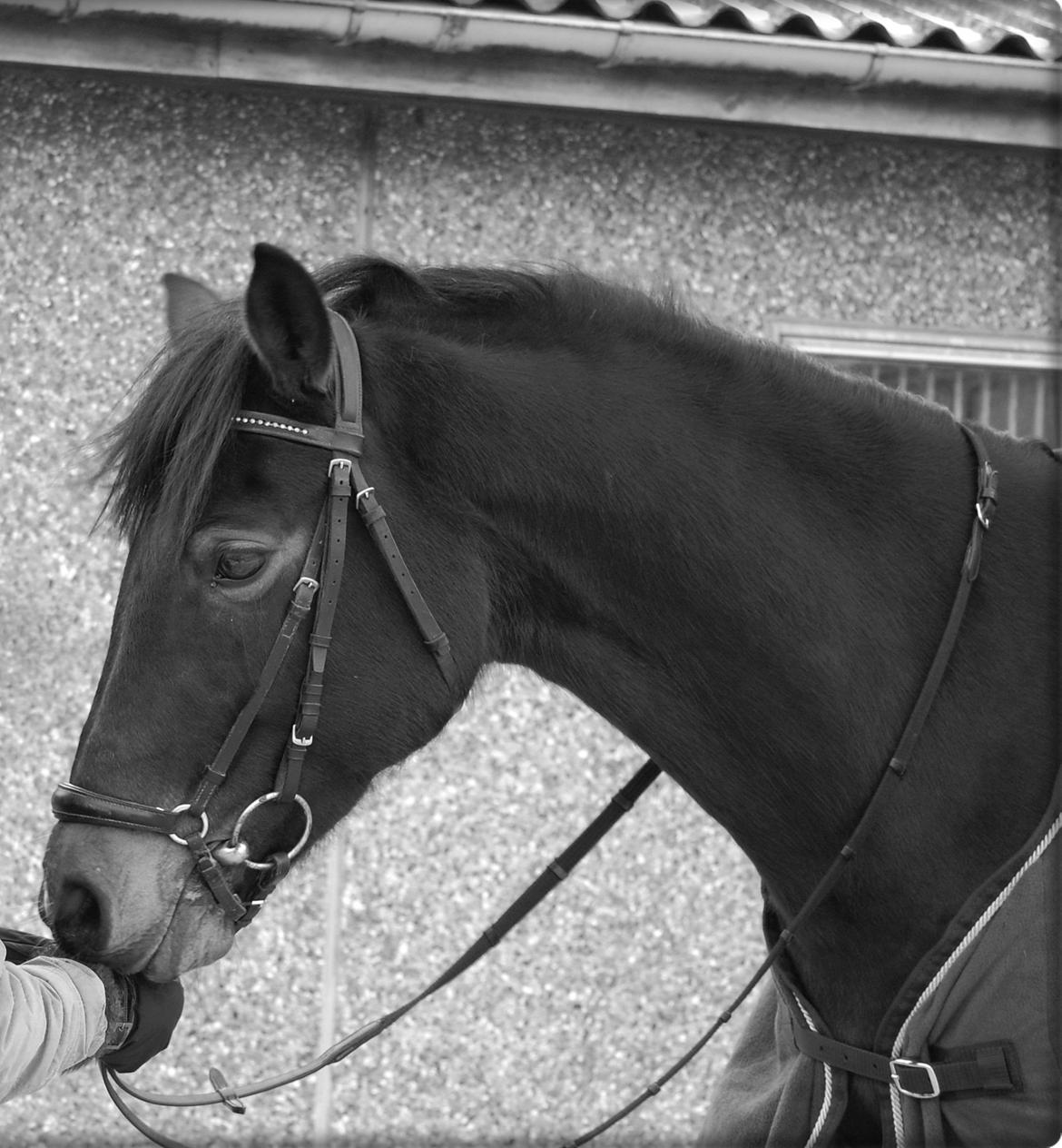 Svensk Sportspony  Barbie girl billede 2