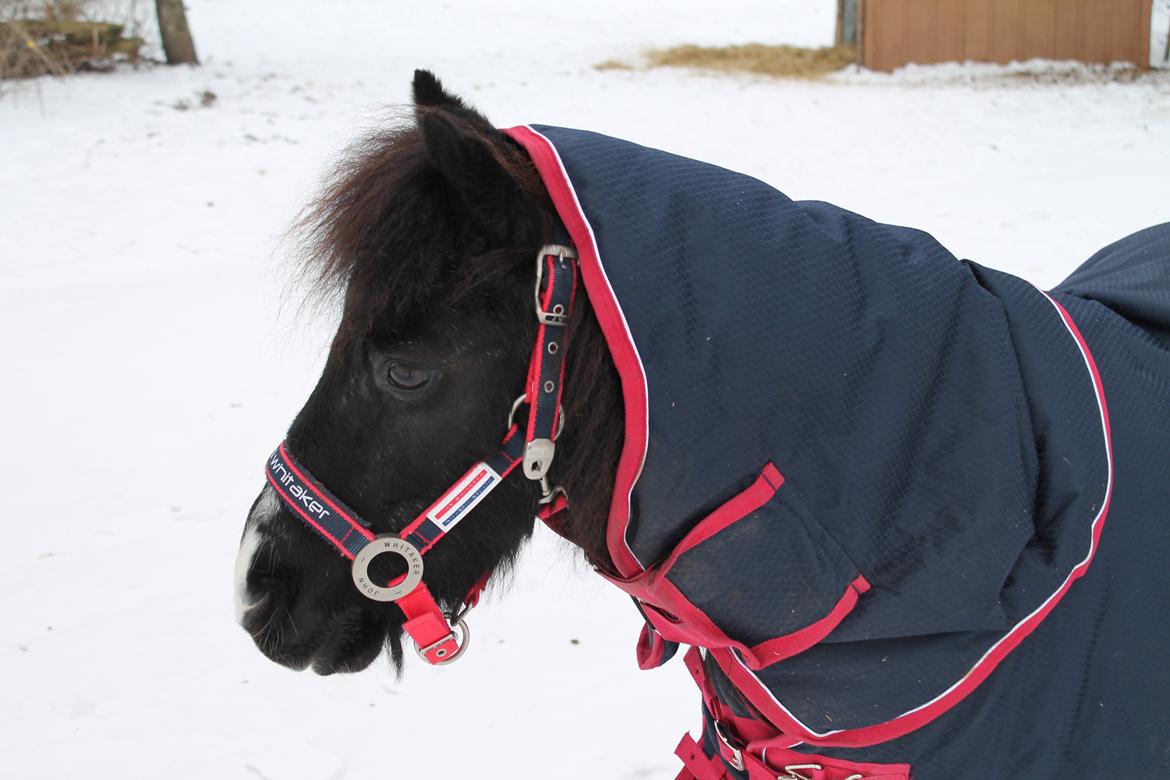 Pinto Topper - 23-1-13 billede 11