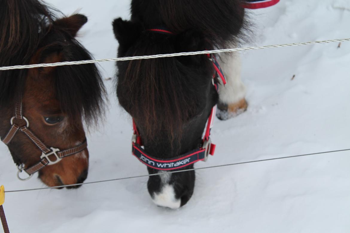 Pinto Topper billede 12