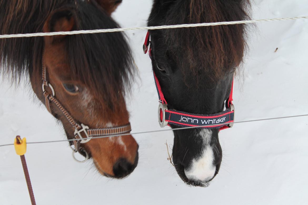 Pinto Korupgaards Karla - 23-1-13 billede 14