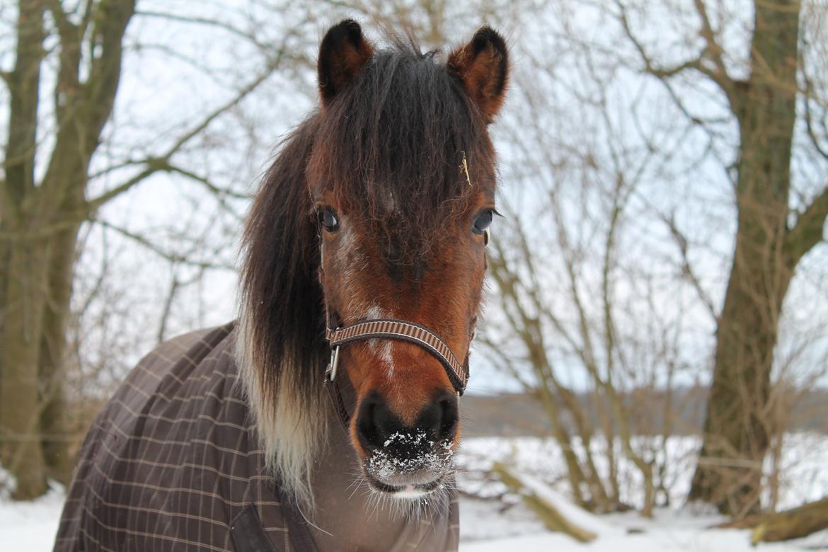 Pinto Korupgaards Karla - 23-1-13 billede 15
