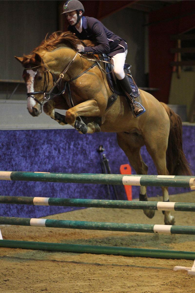 Dansk Varmblod Sartors Tiamo billede 4