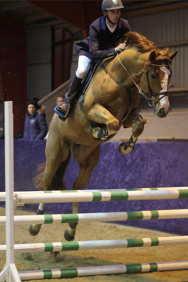 Dansk Varmblod Sartors Tiamo billede 11