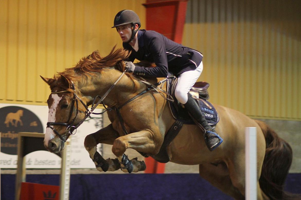 Dansk Varmblod Sartors Tiamo billede 9