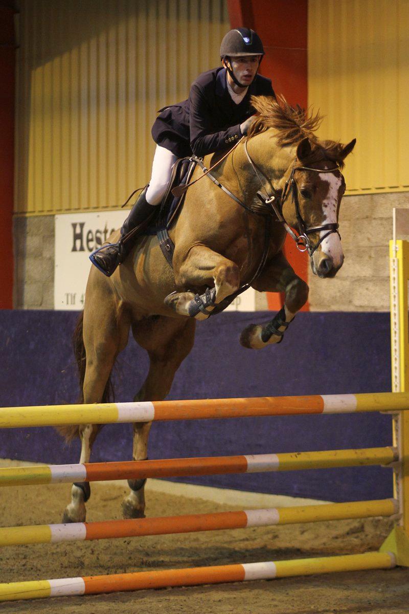 Dansk Varmblod Sartors Tiamo billede 20