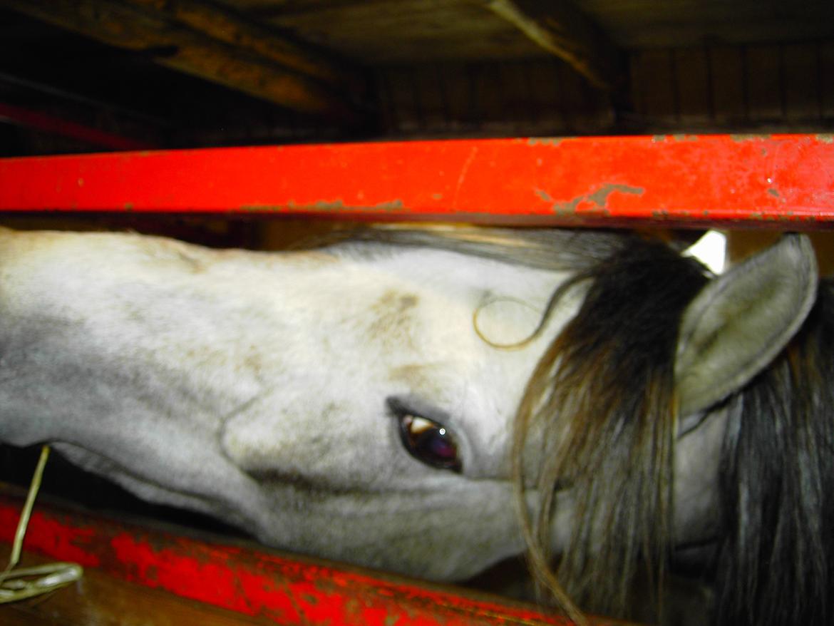 Welsh Partbred (Sec F) rusty - rusty 3 år 2006 billede 3