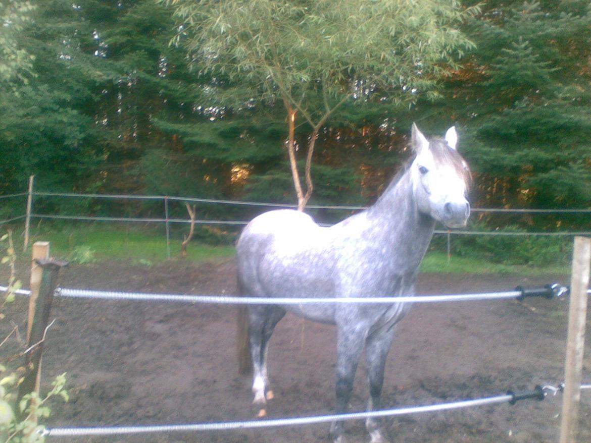 Welsh Partbred (Sec F) rusty - rusty 2007 billede 4