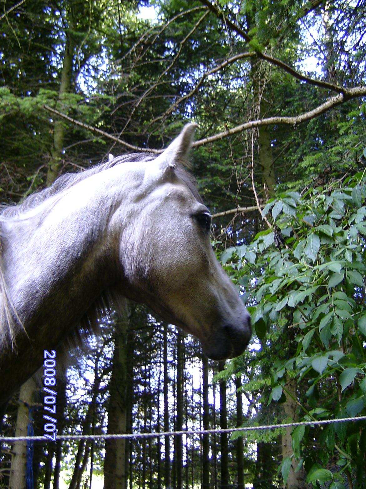 Welsh Partbred (Sec F) rusty - 2008 billede 5
