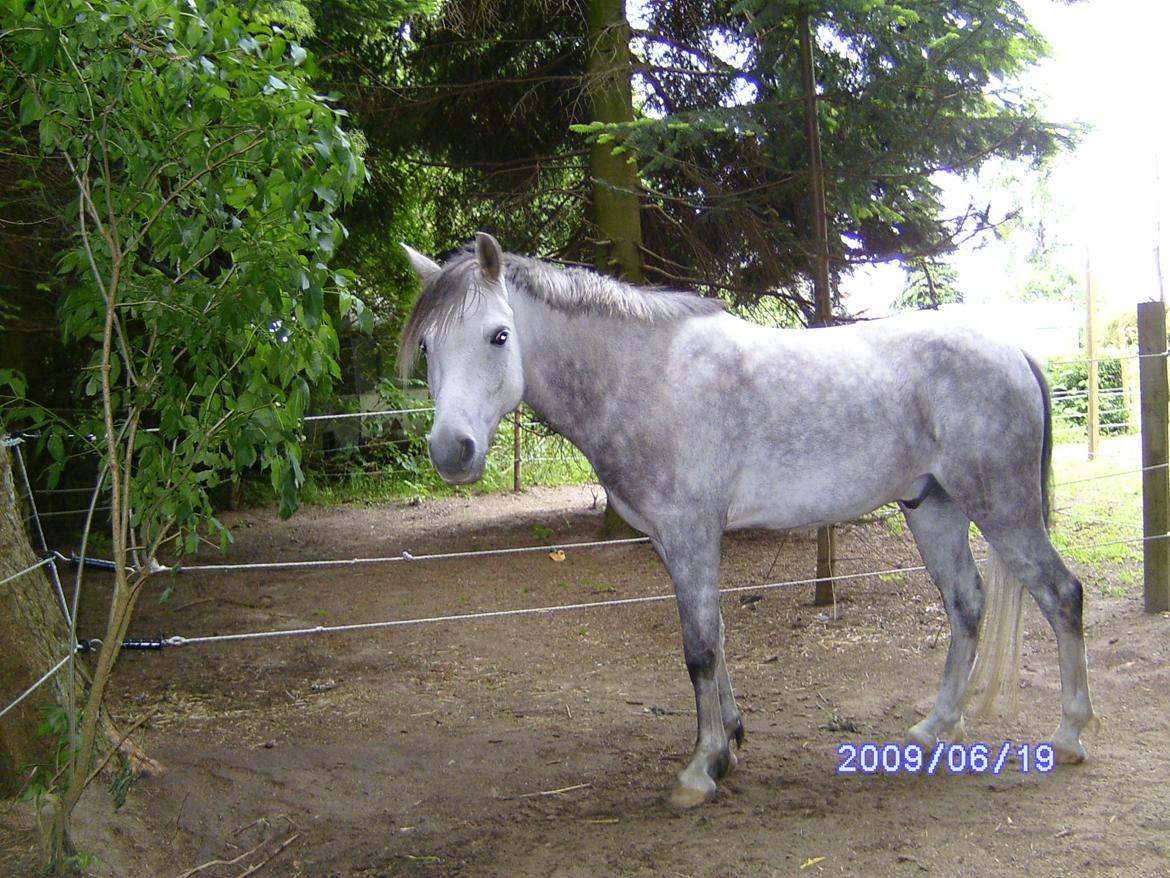 Welsh Partbred (Sec F) rusty - 2009 billede 6
