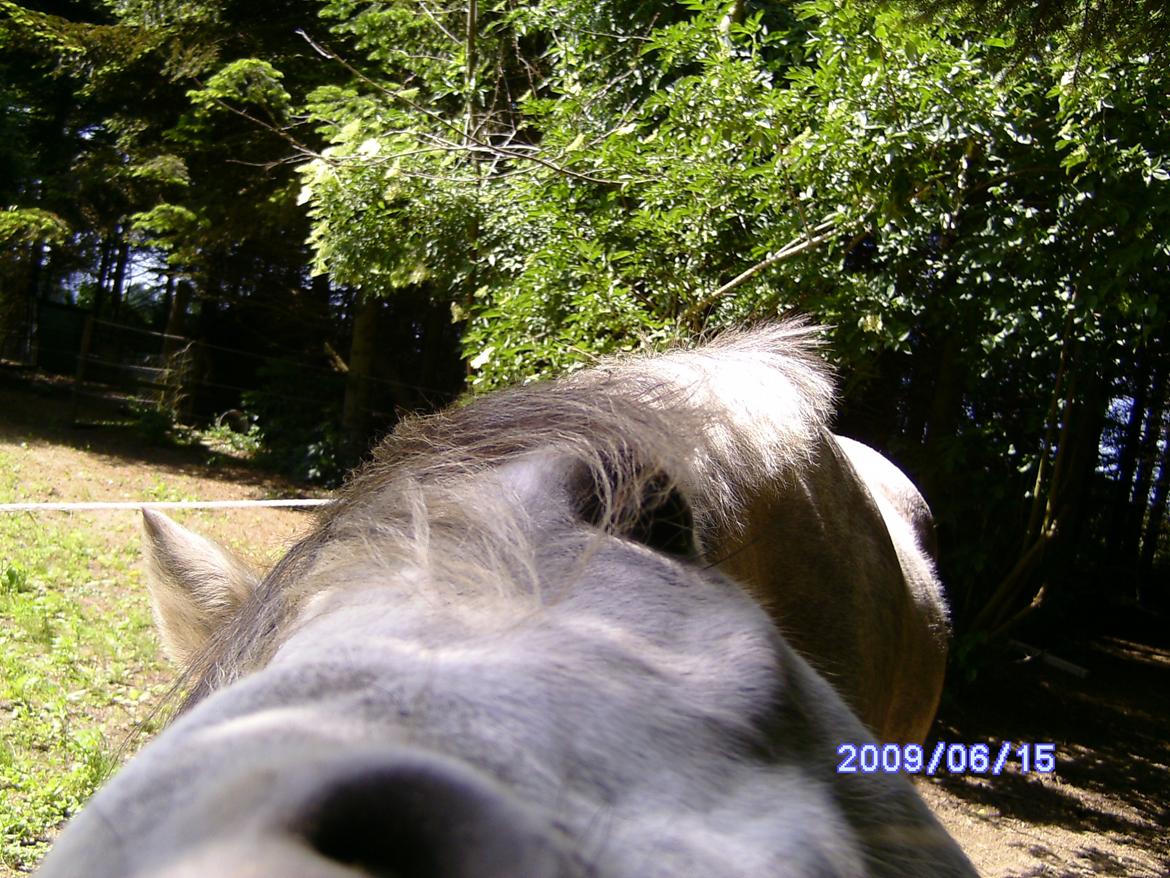 Welsh Partbred (Sec F) rusty - 2009 billede 7