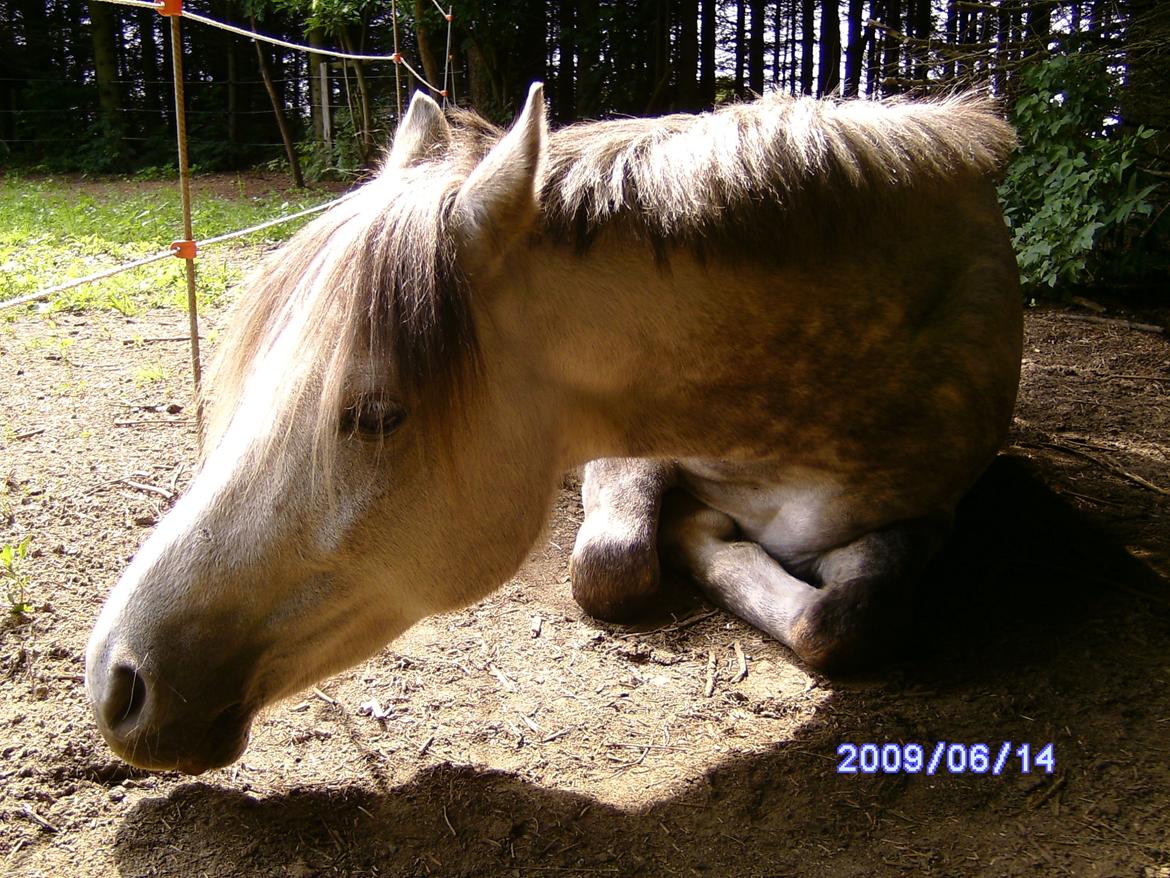 Welsh Partbred (Sec F) rusty - 2009 billede 8