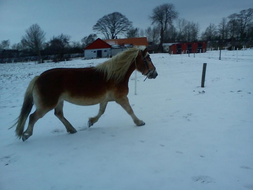 Haflinger Sabrina - en dejlig sne dag :) billede 6