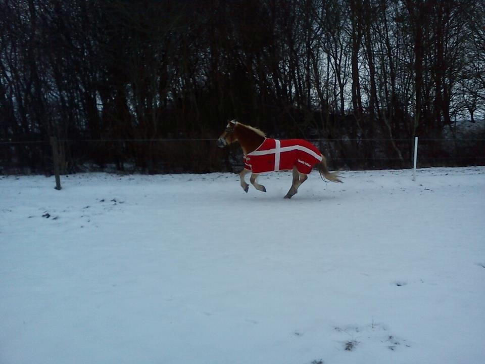 Haflinger Sabrina - is prinsesse <3 billede 7