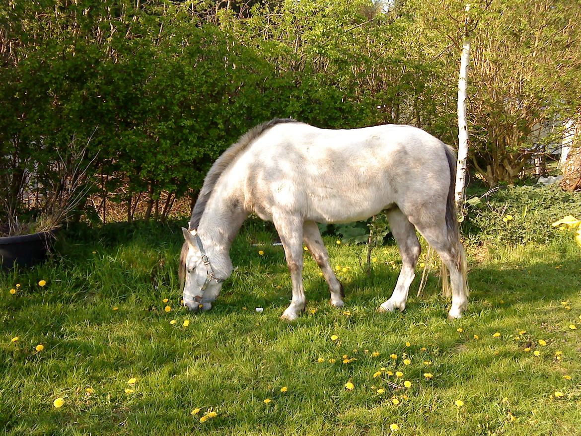 Welsh Partbred (Sec F) rusty - 2009 billede 9