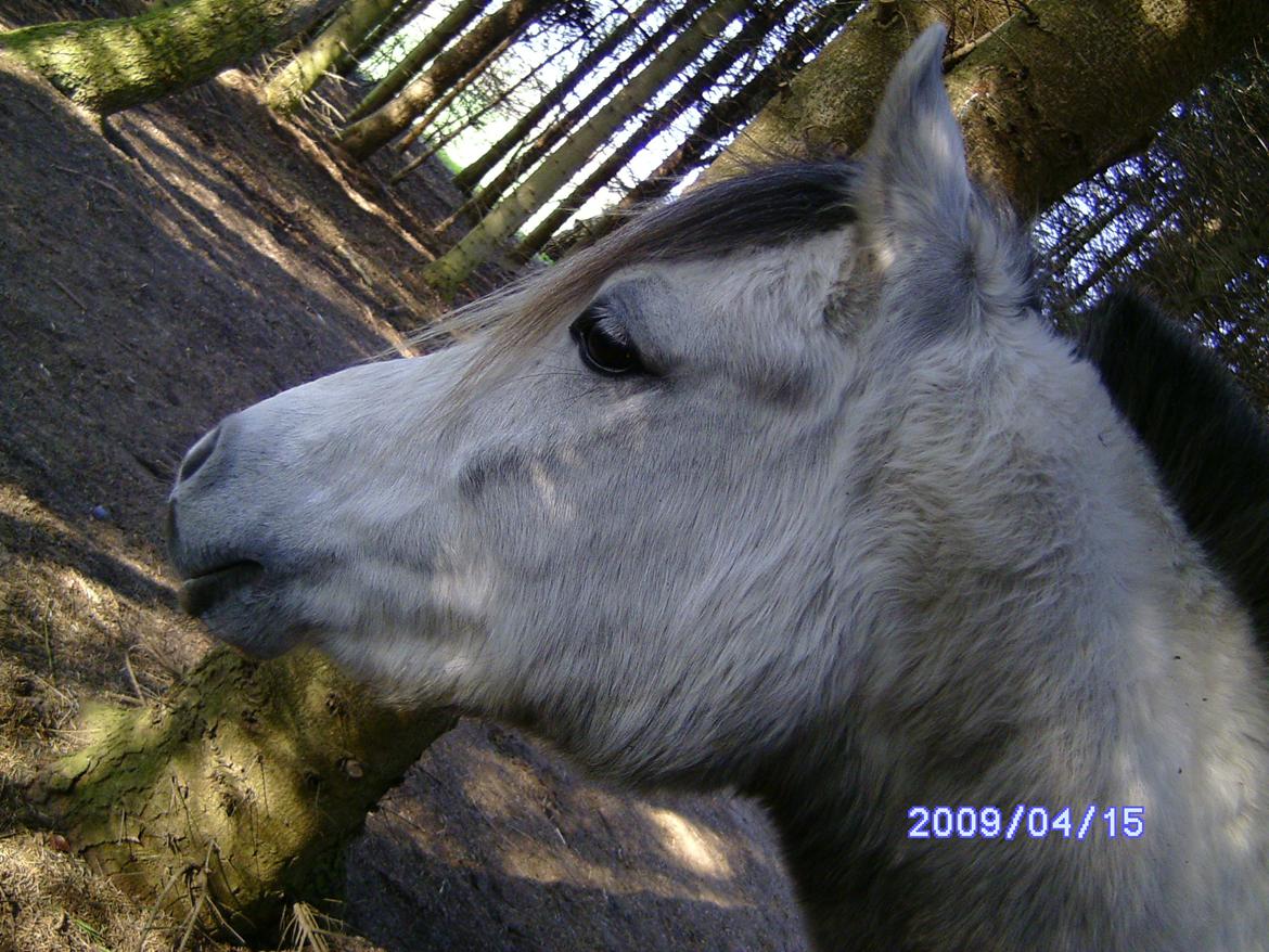 Welsh Partbred (Sec F) rusty - 2009 billede 10