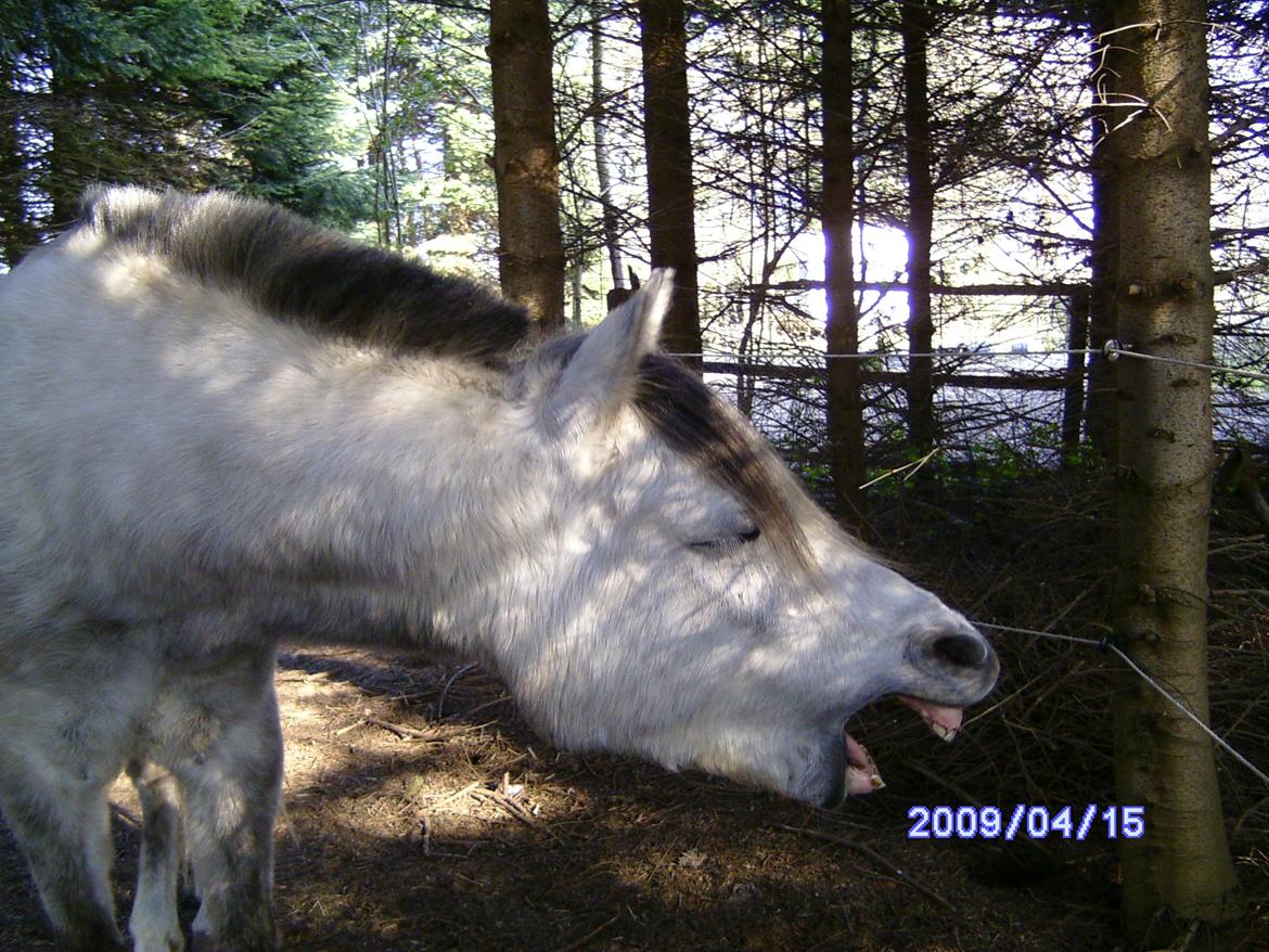 Welsh Partbred (Sec F) rusty - 2009 billede 11