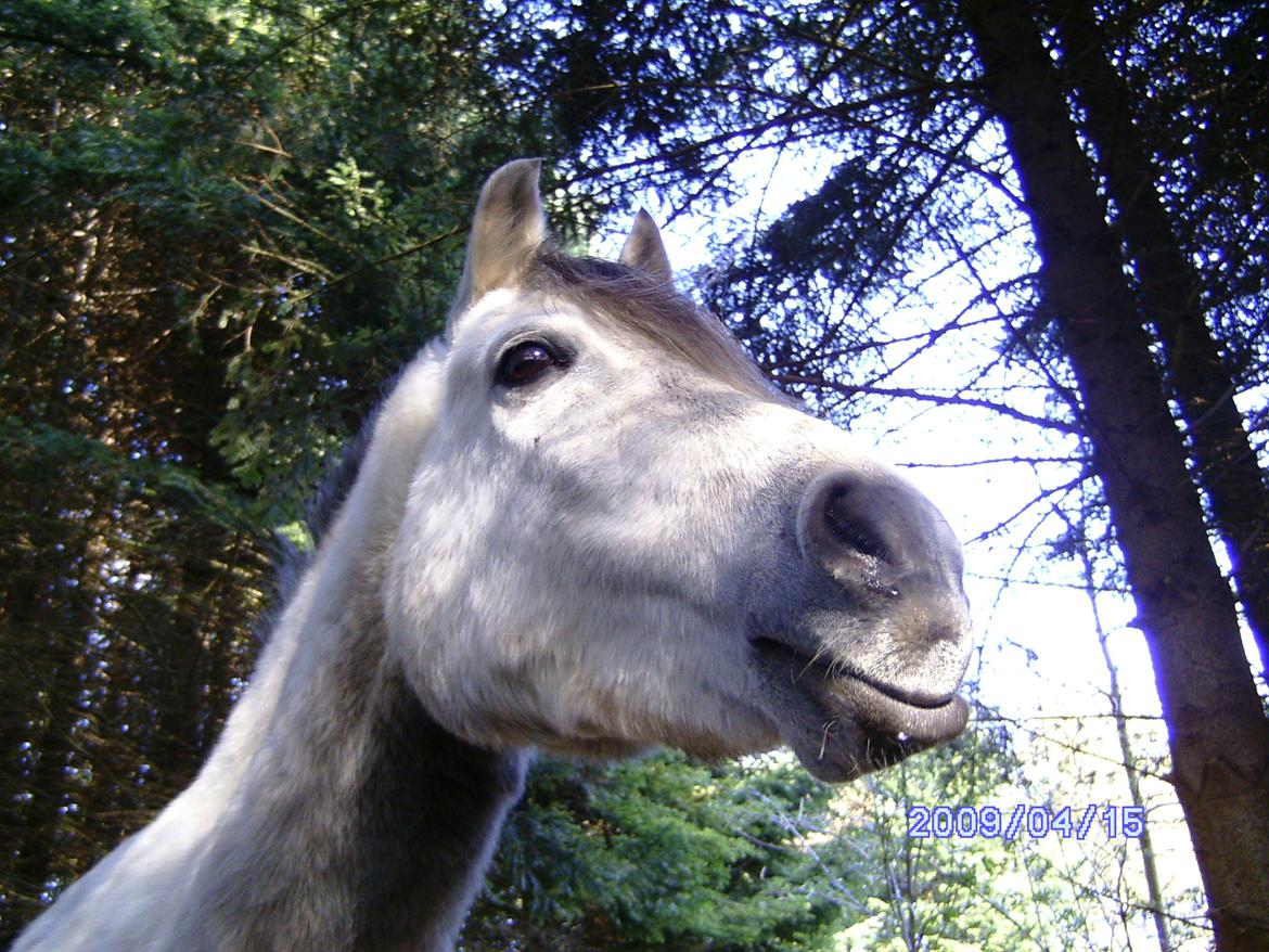 Welsh Partbred (Sec F) rusty - 2009 billede 12