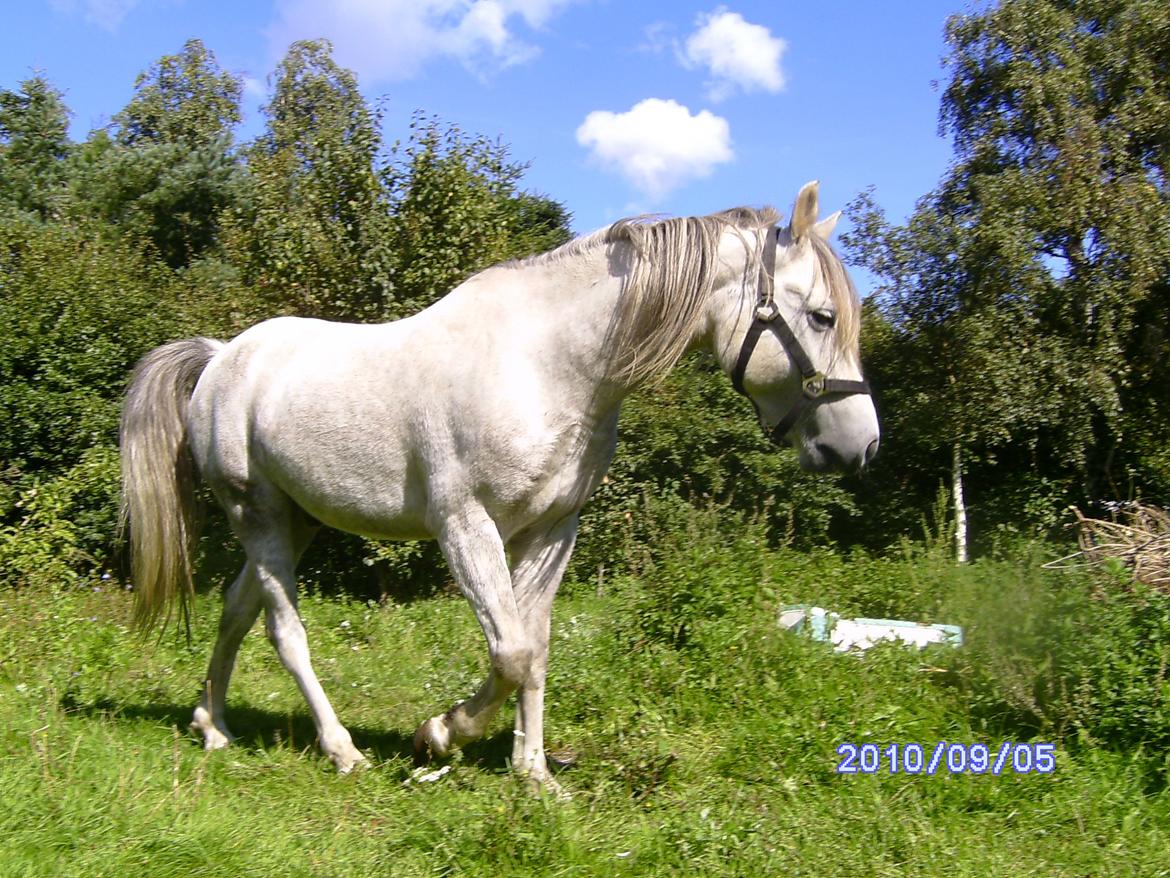 Welsh Partbred (Sec F) rusty - 2010 billede 13