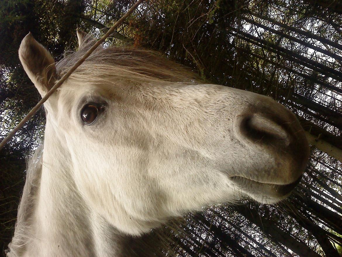 Welsh Partbred (Sec F) rusty - 2010 billede 14