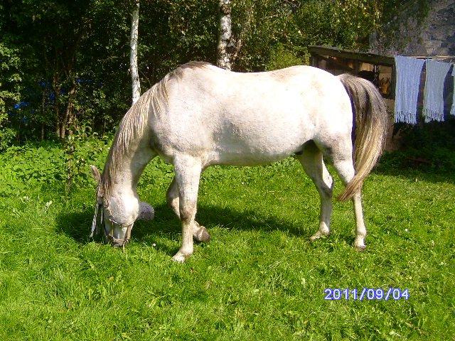 Welsh Partbred (Sec F) rusty - 2011 billede 15