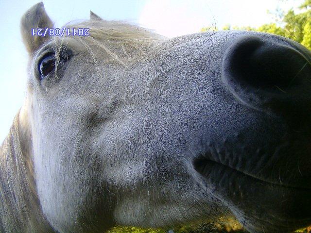 Welsh Partbred (Sec F) rusty - 2011 billede 16