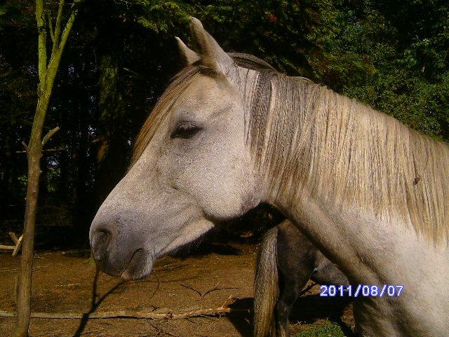 Welsh Partbred (Sec F) rusty - 2011 billede 17
