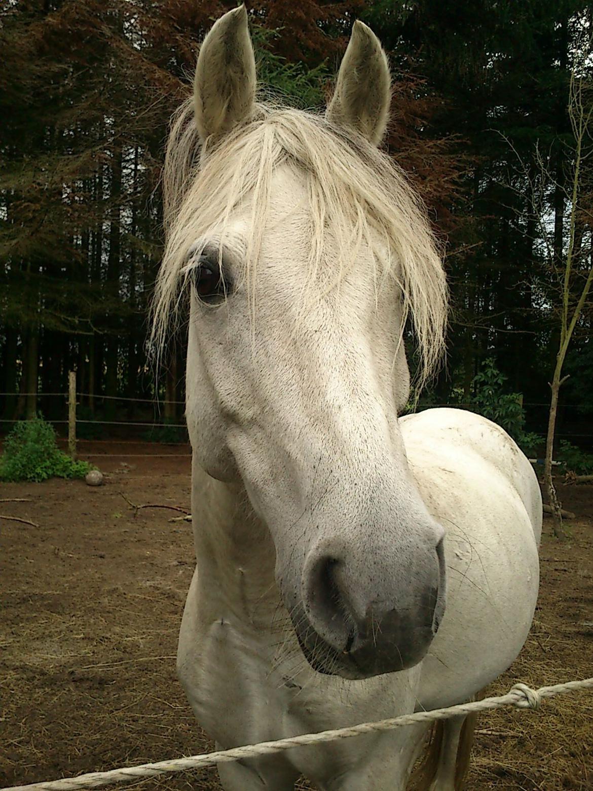 Welsh Partbred (Sec F) rusty - 2012 billede 1