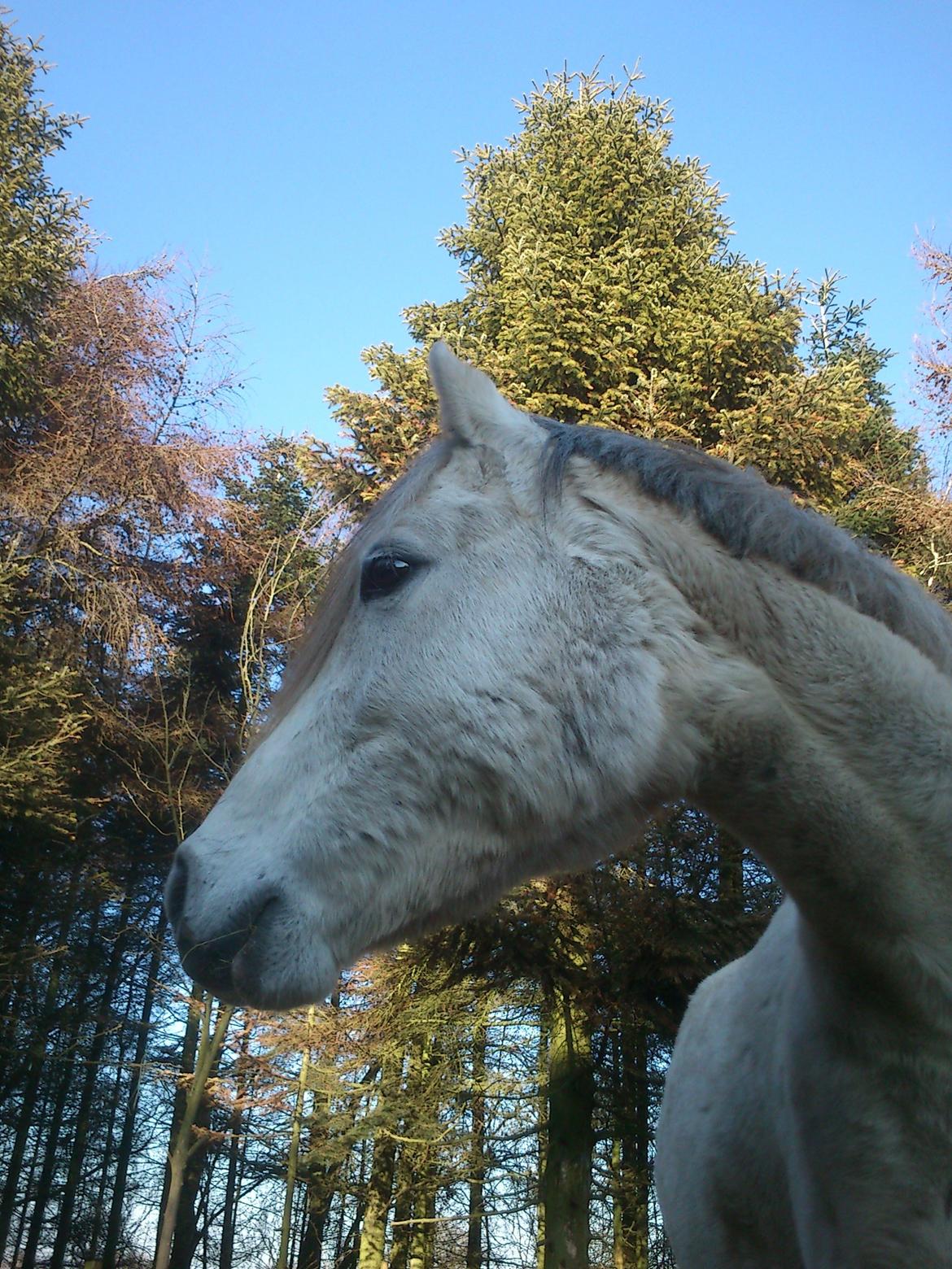 Welsh Partbred (Sec F) rusty - 2012 billede 18