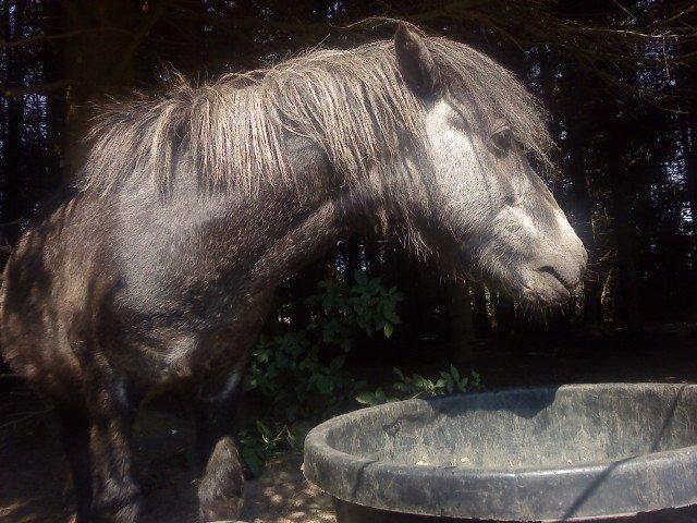 Anden særlig race rocky R.I.P - 2010 2 år billede 2