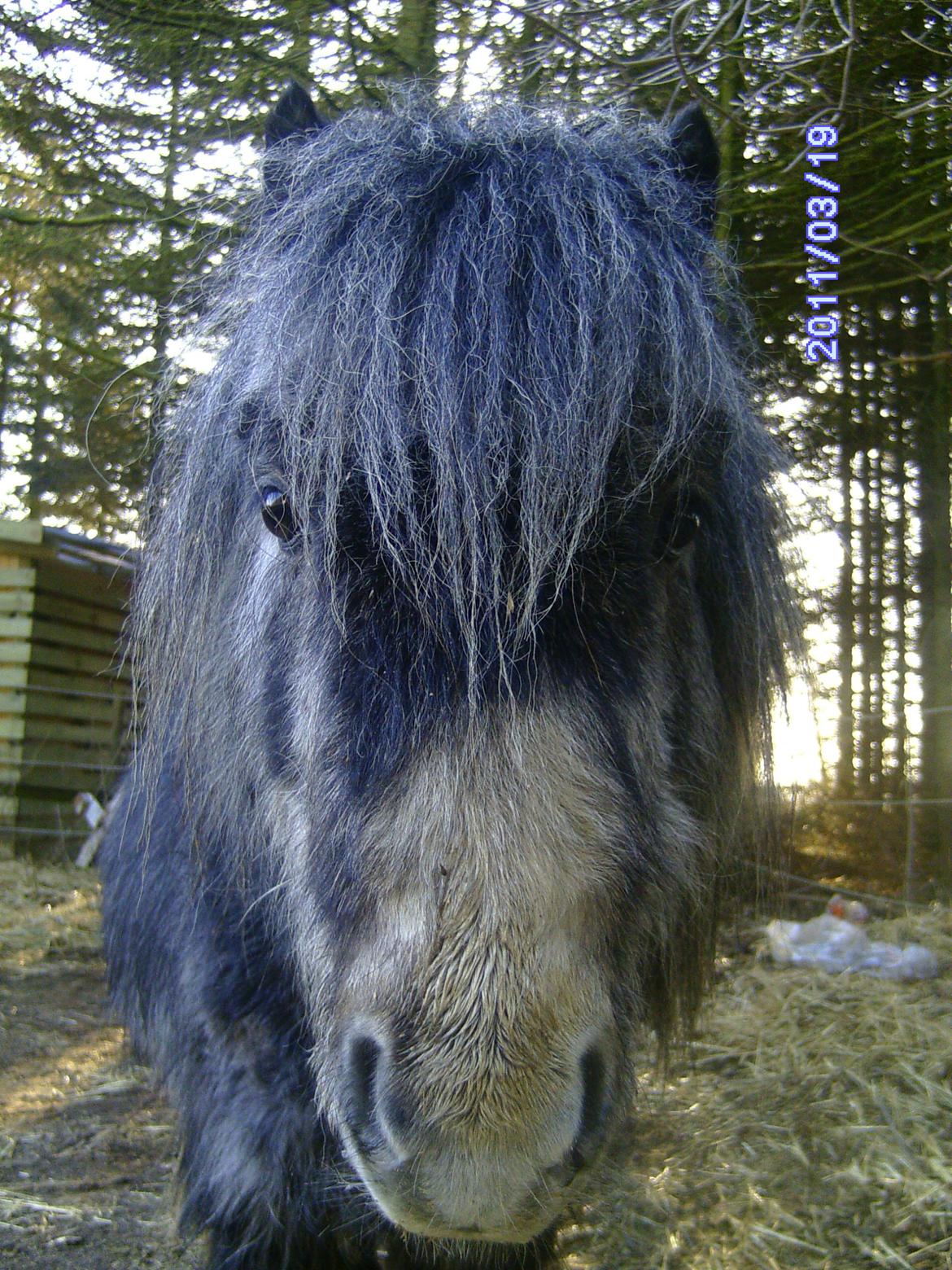 Anden særlig race rocky R.I.P - 2011 3 år billede 3