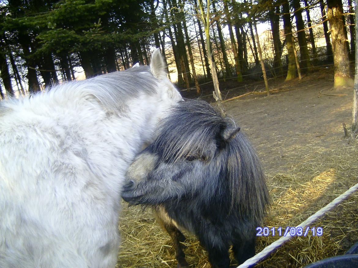 Anden særlig race rocky R.I.P - 2011 3 år billede 4