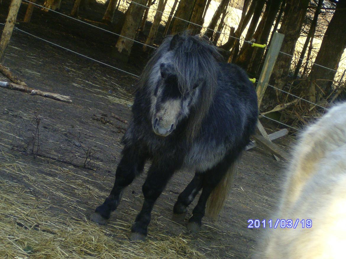 Anden særlig race rocky R.I.P - 2011 3 år billede 5