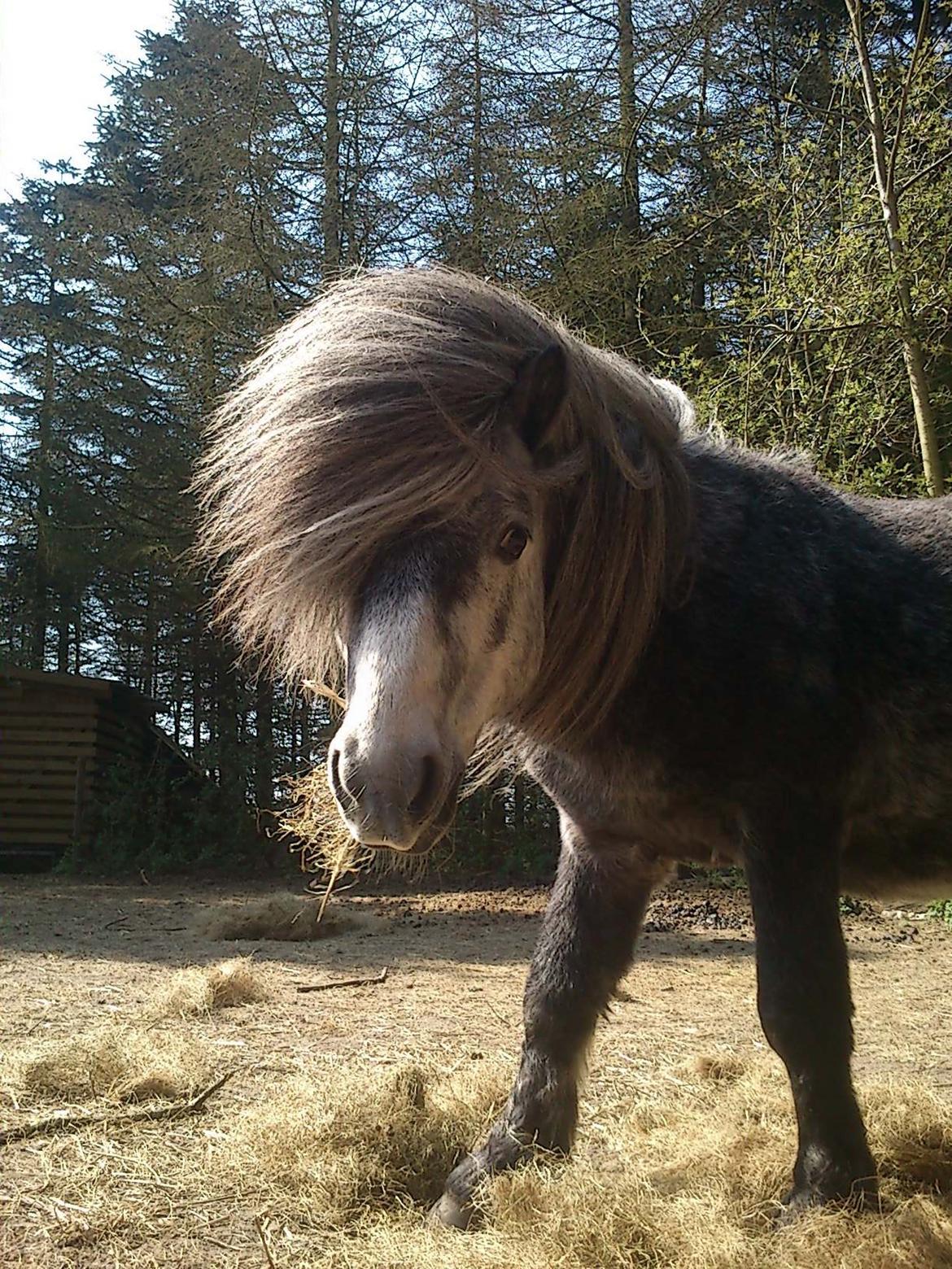 Anden særlig race rocky R.I.P - 2012 4 år billede 7