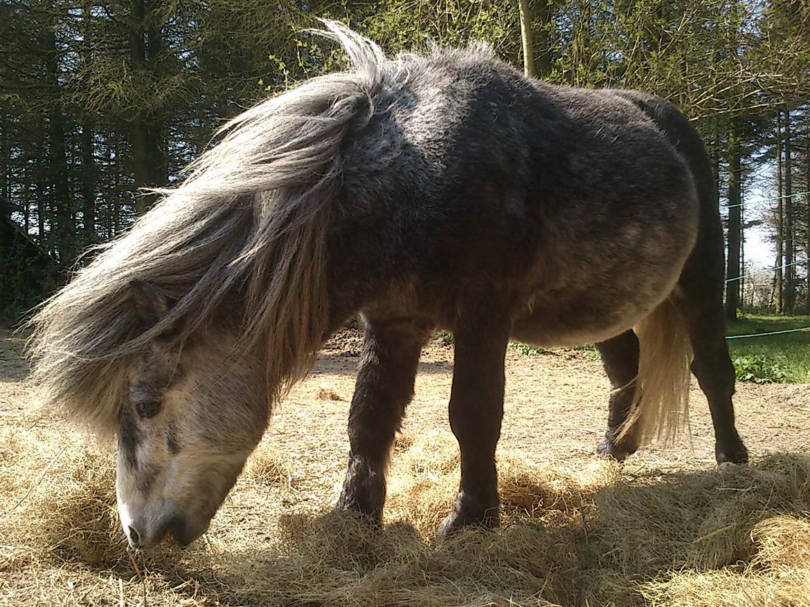 Anden særlig race rocky R.I.P -  2012 4 år billede 8