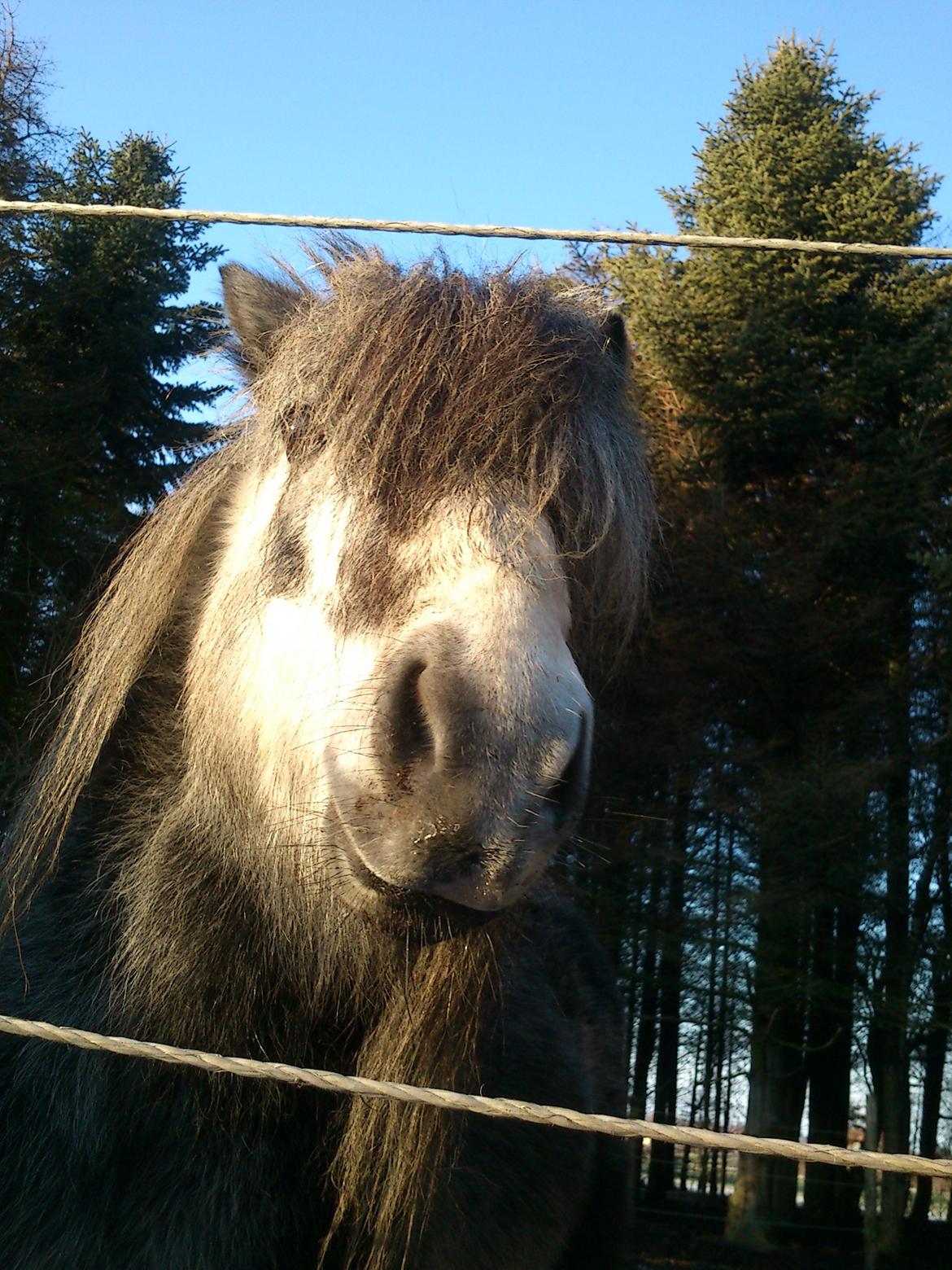 Anden særlig race rocky R.I.P - 2012 4 år billede 9