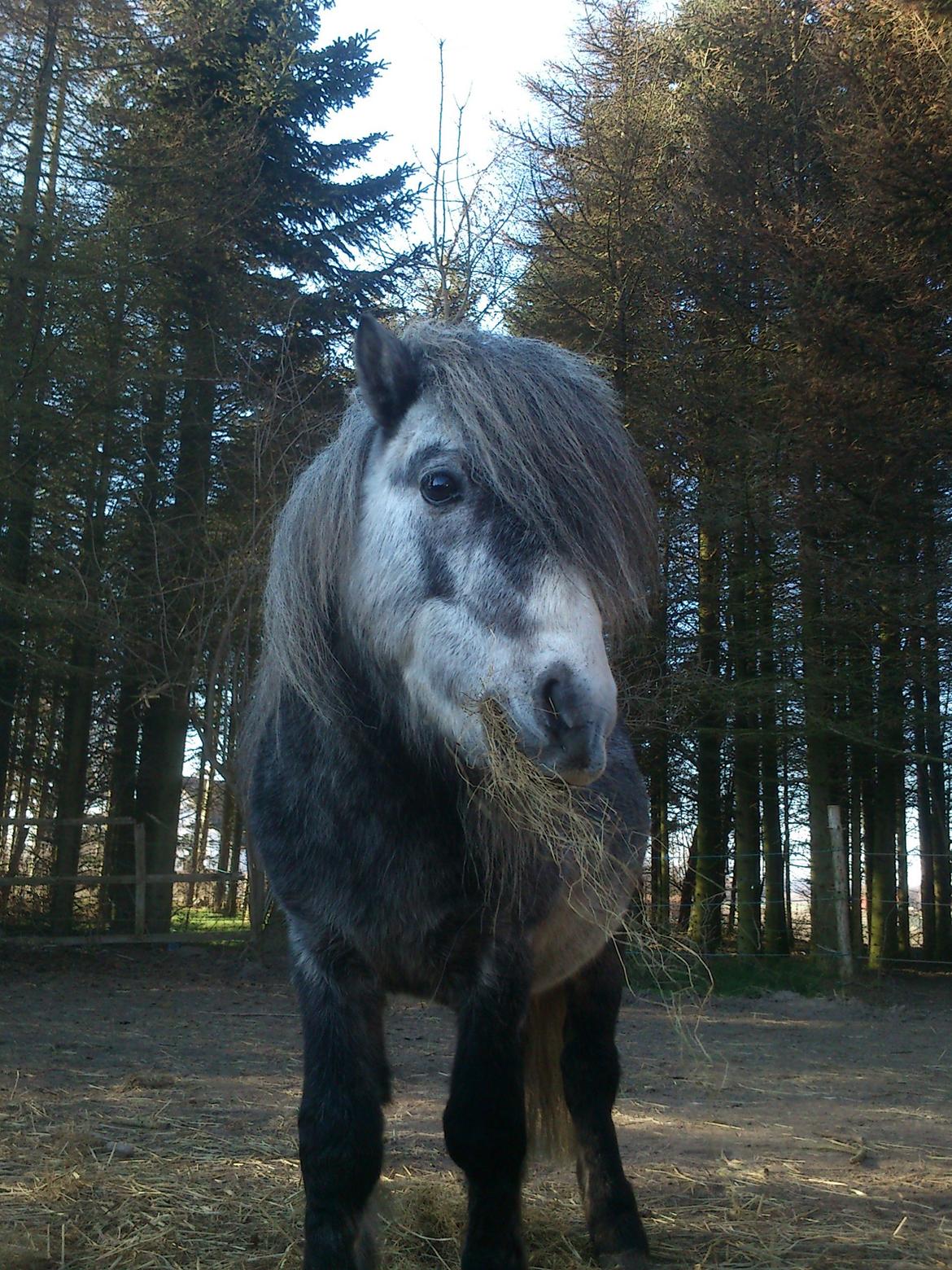 Anden særlig race rocky R.I.P - 2012 4 år billede 10