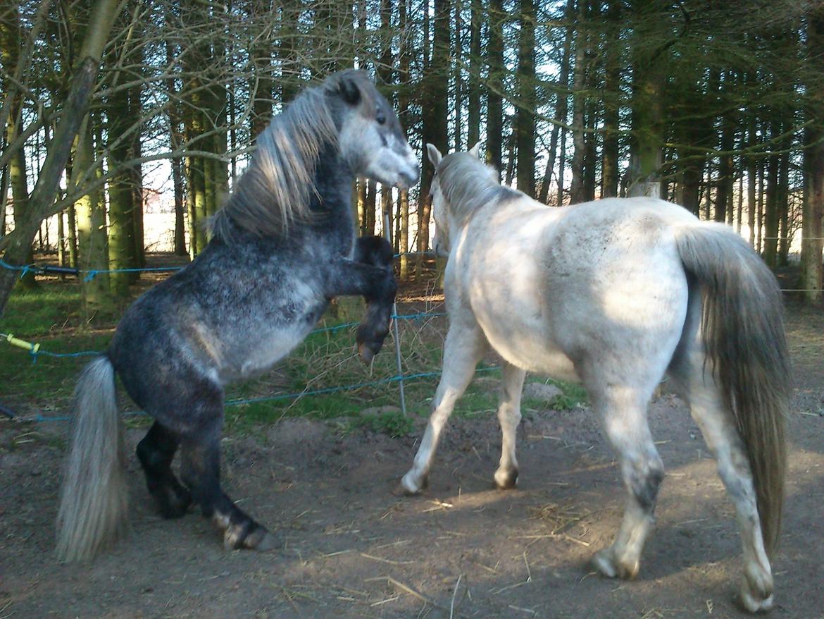 Anden særlig race rocky R.I.P - 2012 4 år billede 6