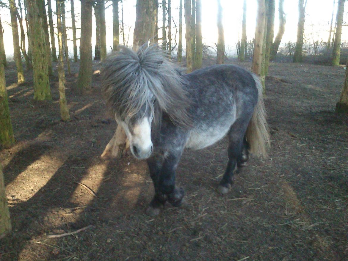 Anden særlig race rocky R.I.P - 2012 4 år billede 11